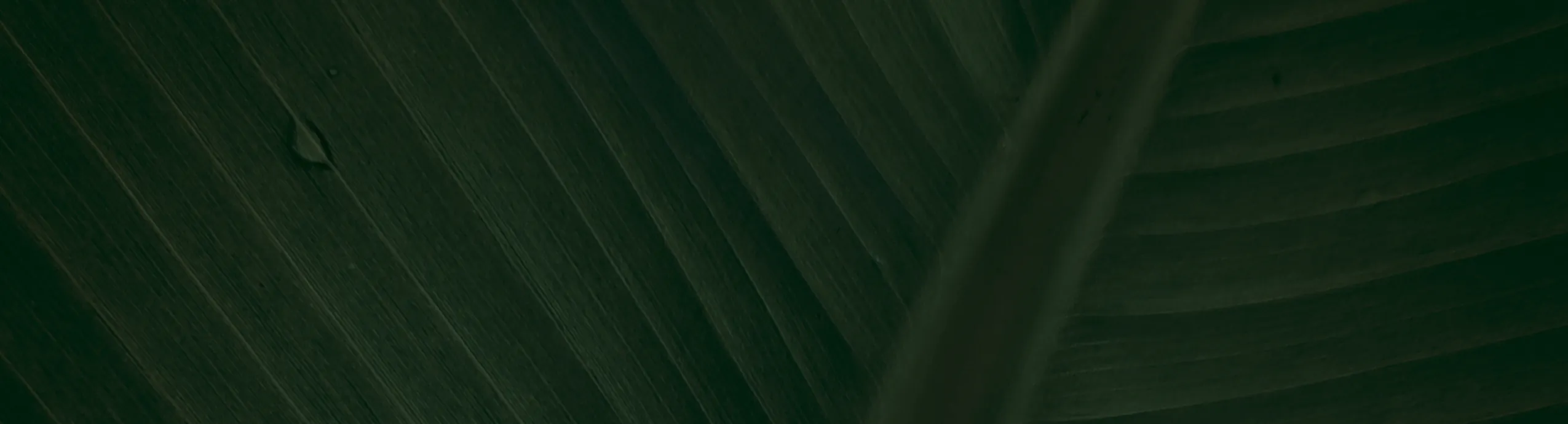 5 Essential Herbs For Everyday Wellness